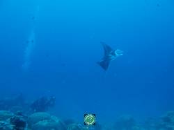 Palau, diving, 