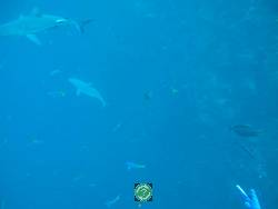 Palau, Палау , акулы, Sharks