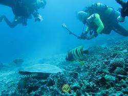 , : . Palau, diving