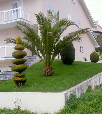 Дом с пальмой и туей
